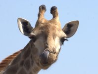 Giraff.jpg